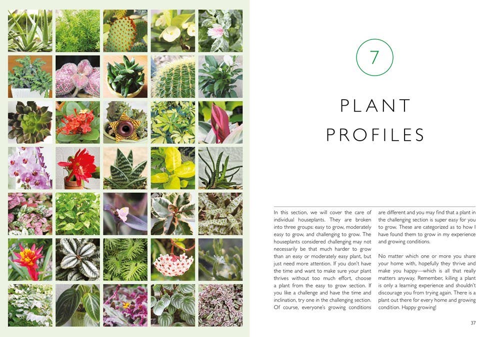 Houseplants (Mini): Choosing & Caring for Indoor Plants