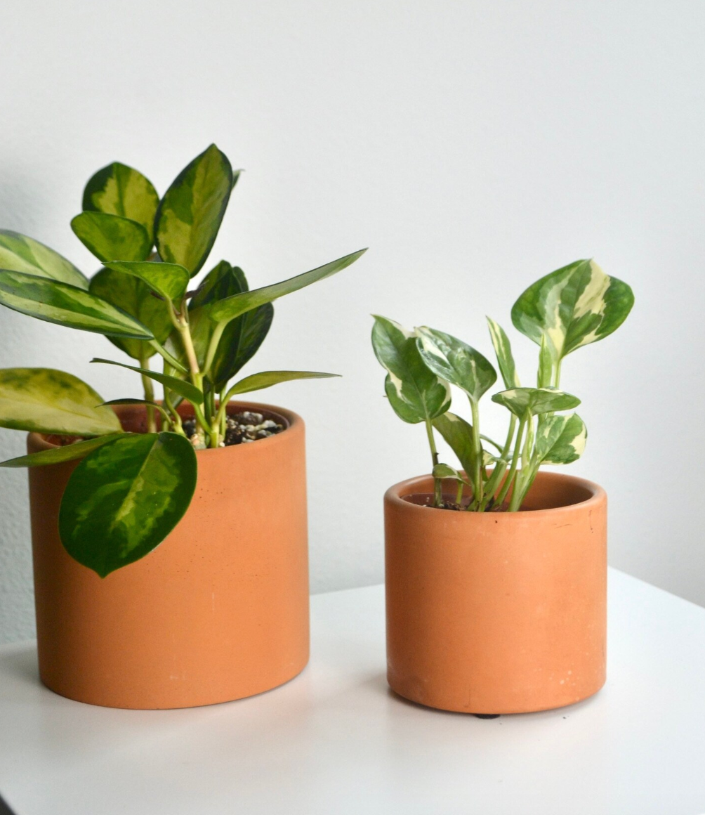 4" Solid Color Planter with Drainage