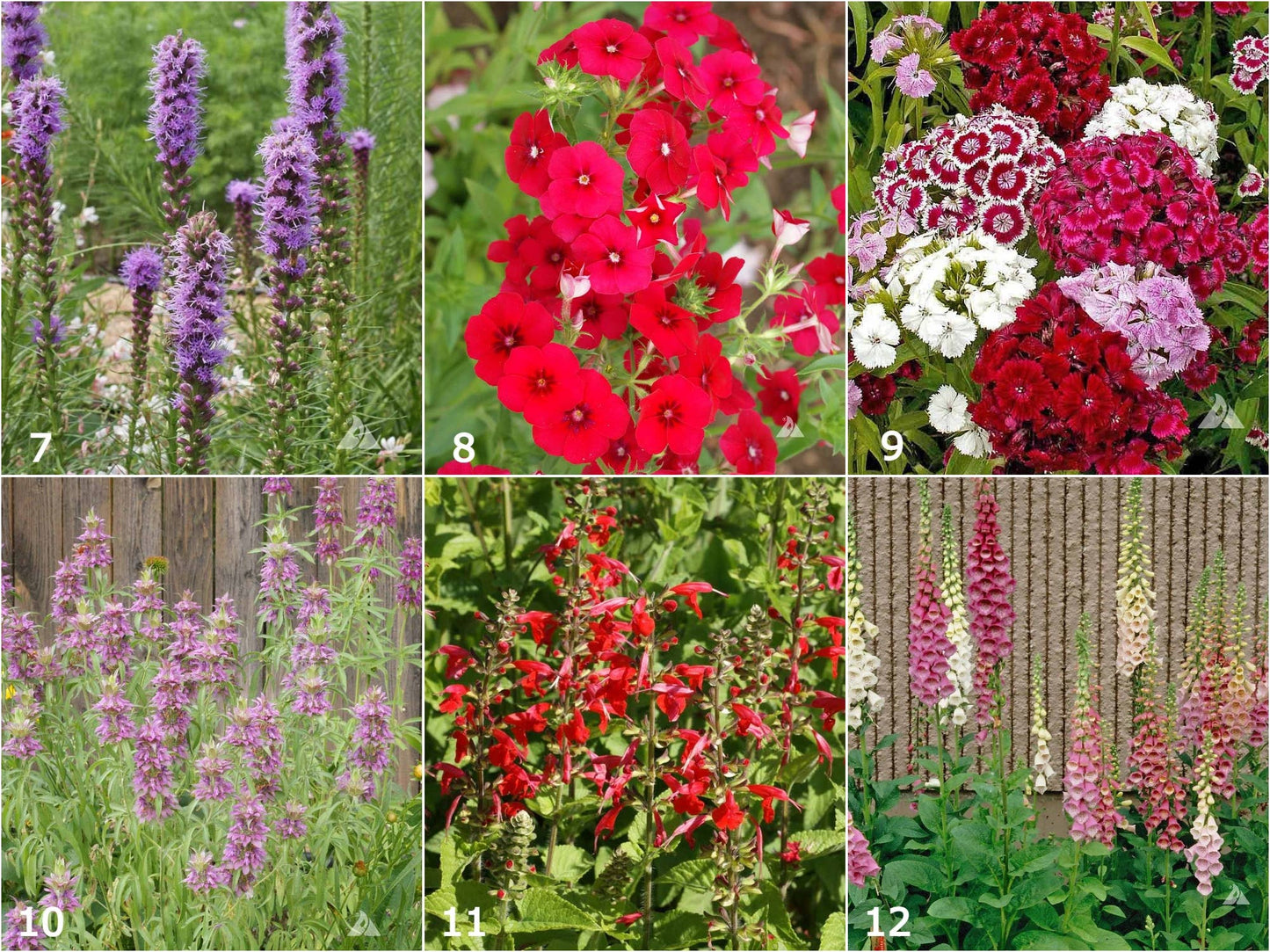 Scatter Garden | Hummingbird | Best Seller