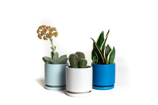 10.5" Gemstone Cylinder Pots with Water Saucers