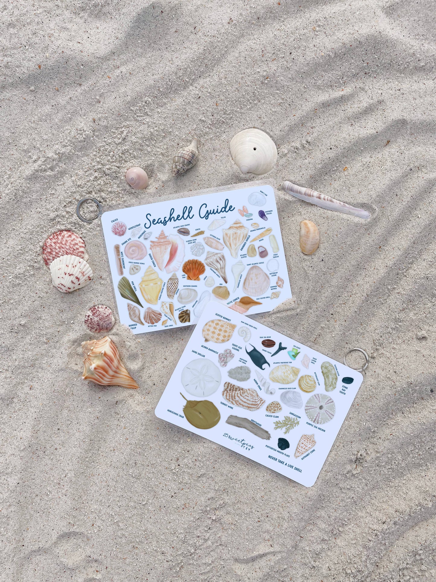 Seashell Guide, Waterproof Shell Reference, Beach Bag, ID