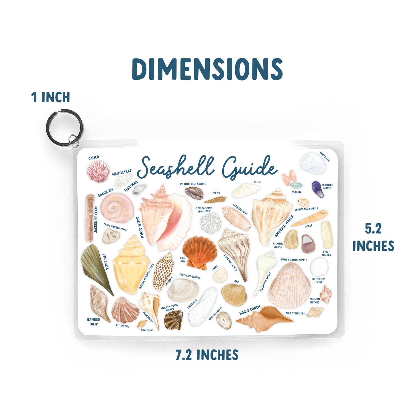 Seashell Guide, Waterproof Shell Reference, Beach Bag, ID