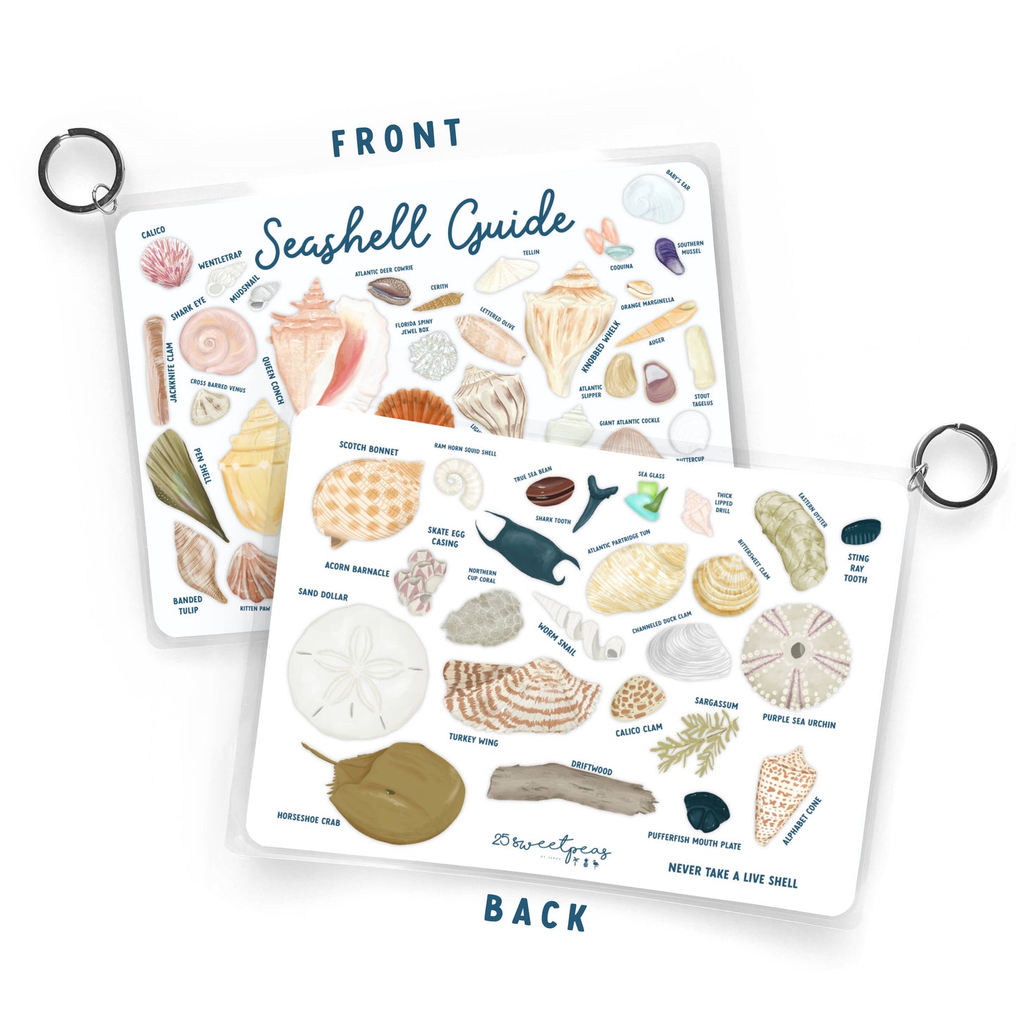 Seashell Guide, Waterproof Shell Reference, Beach Bag, ID