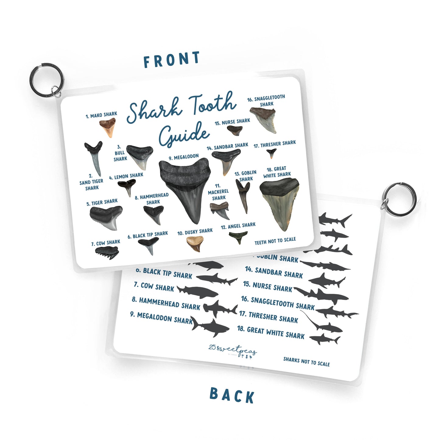 Shark Tooth Guide, Waterproof Reference, Beach Bag, ID