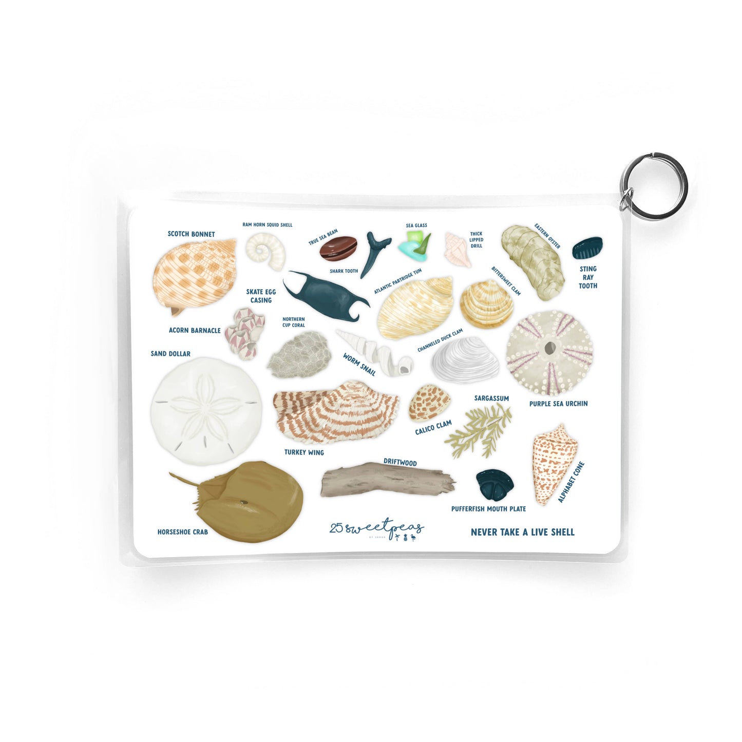 Seashell Guide, Waterproof Shell Reference, Beach Bag, ID