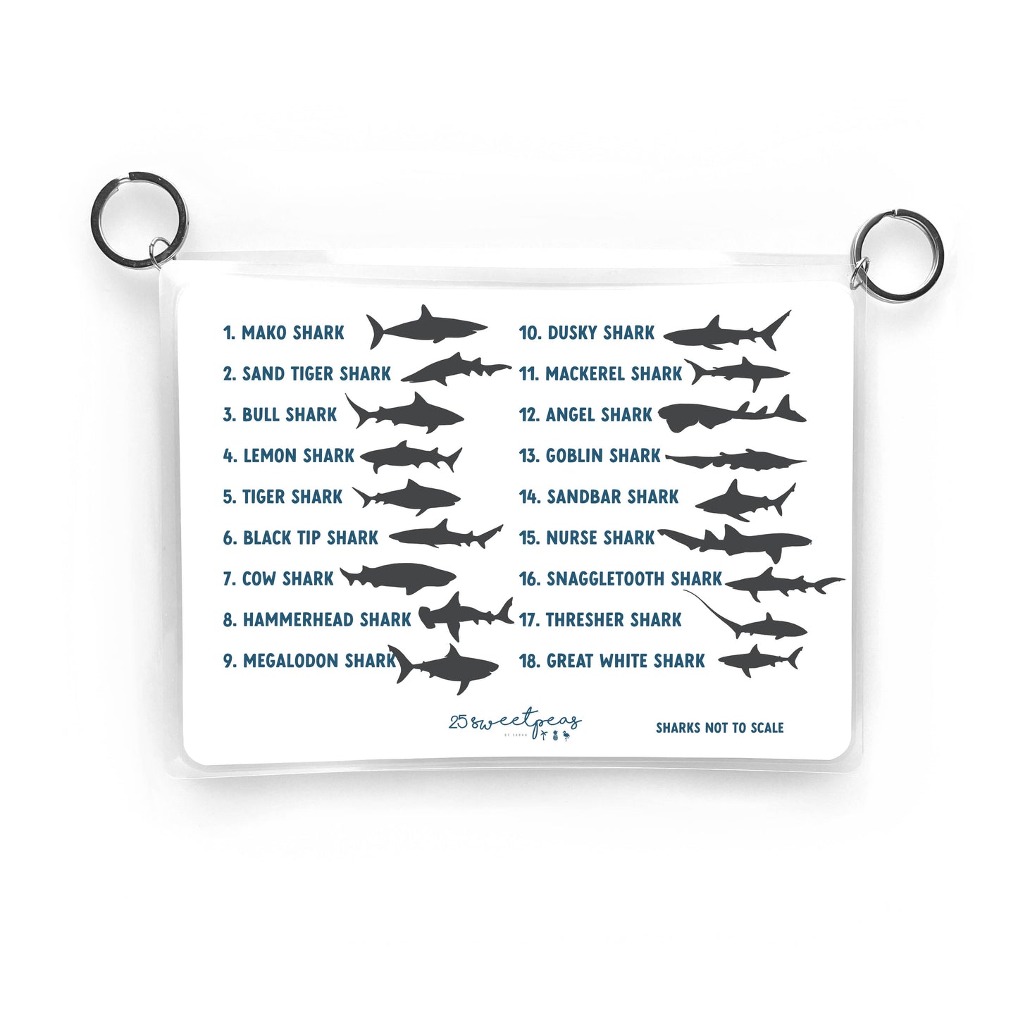 Shark Tooth Guide, Waterproof Reference, Beach Bag, ID