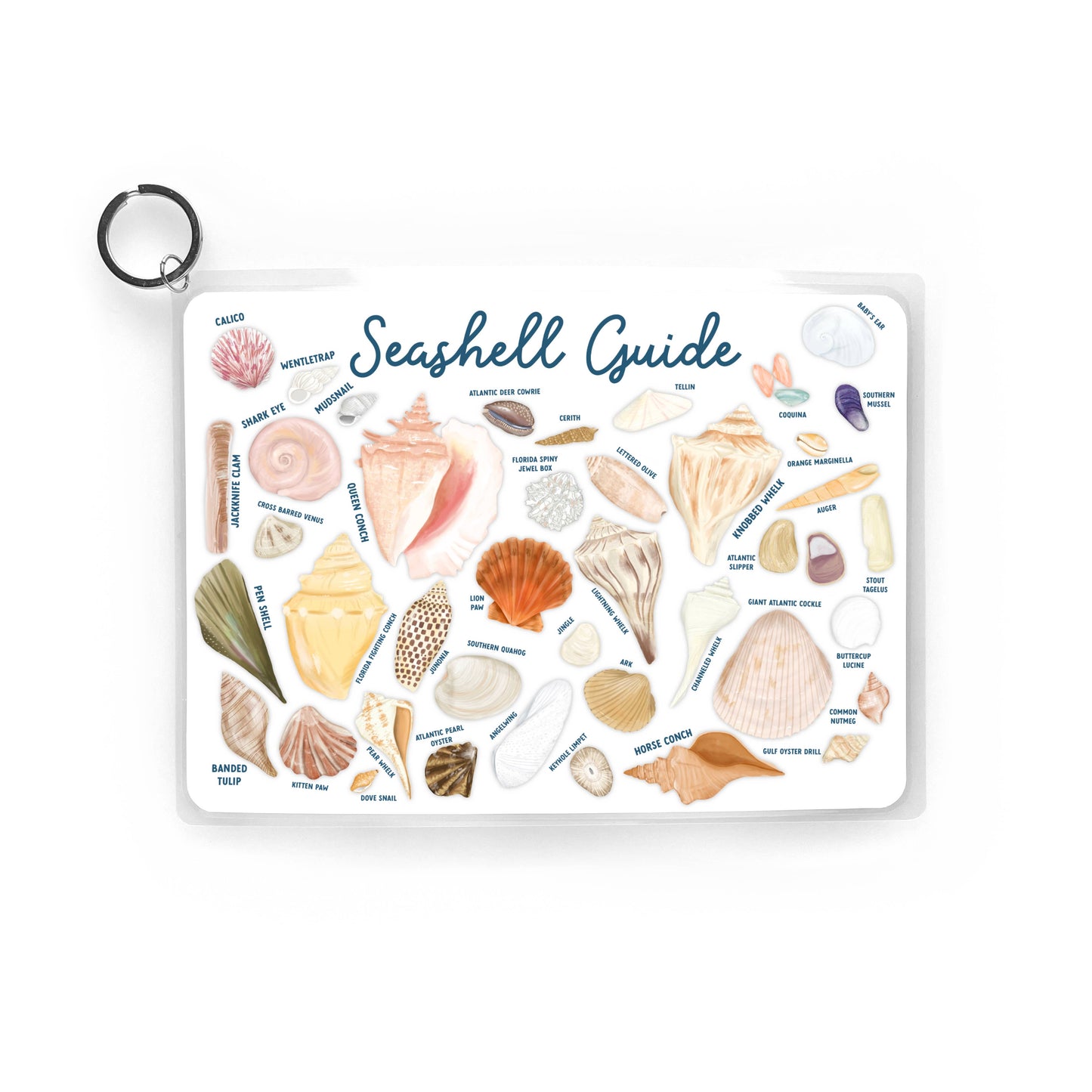 Seashell Guide, Waterproof Shell Reference, Beach Bag, ID