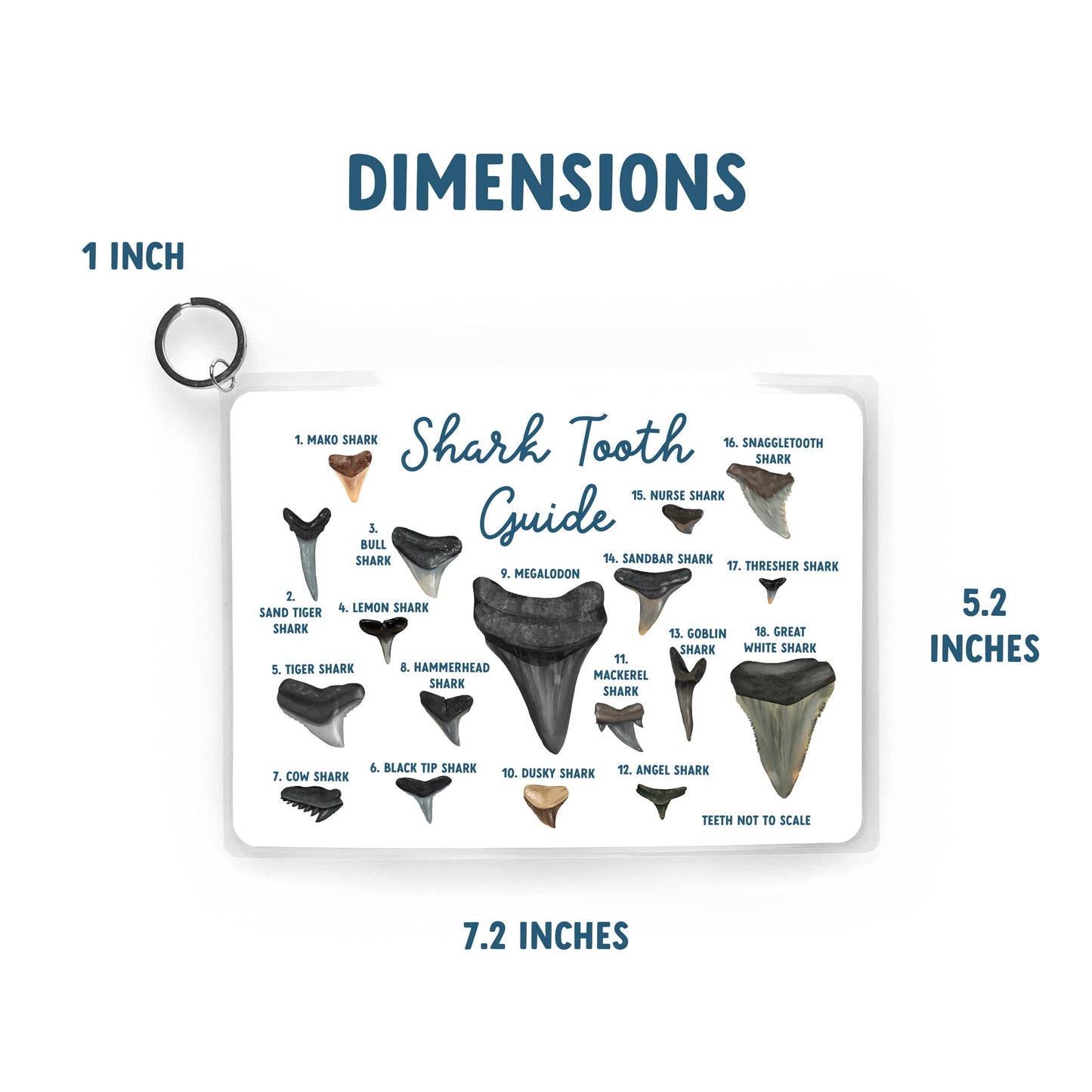 Shark Tooth Guide, Waterproof Reference, Beach Bag, ID