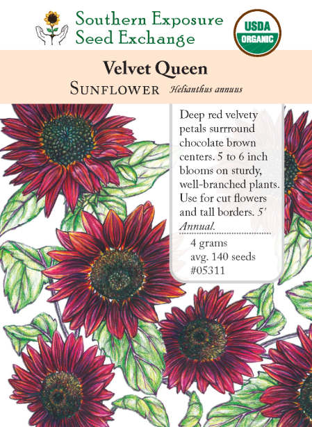 Sunflower Velvet Queen