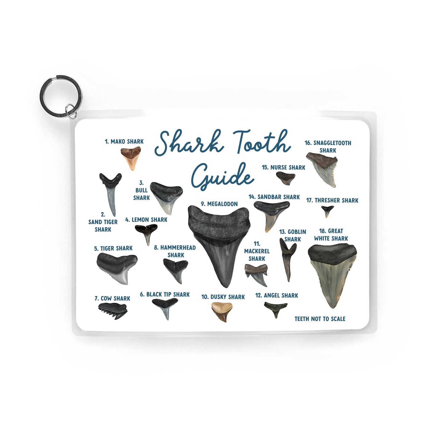 Shark Tooth Guide, Waterproof Reference, Beach Bag, ID