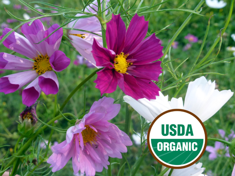 Seashells Mix Cosmos Flower