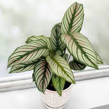 White Star Calathea 4" CF