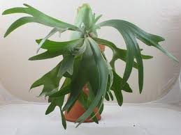 Staghorn Bifurcatum 4" CF