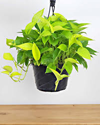 Neon Pothos CF 8" HB