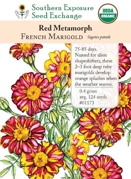 Red Metamorph French Marigold