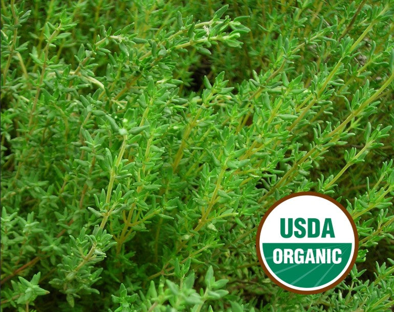 German WinterThyme