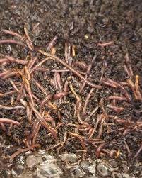 Little Earth Wigglers Worm Castings