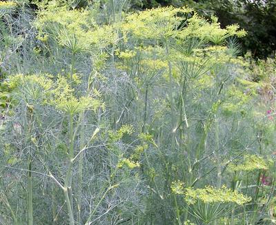 Long Island Mammoth Dill