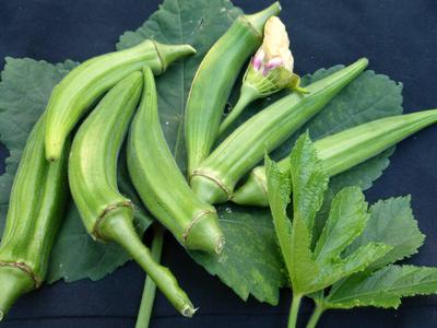 Clemson Spineless Okra