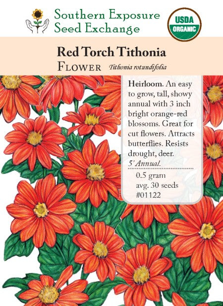 Red Torch Tithonia Flower