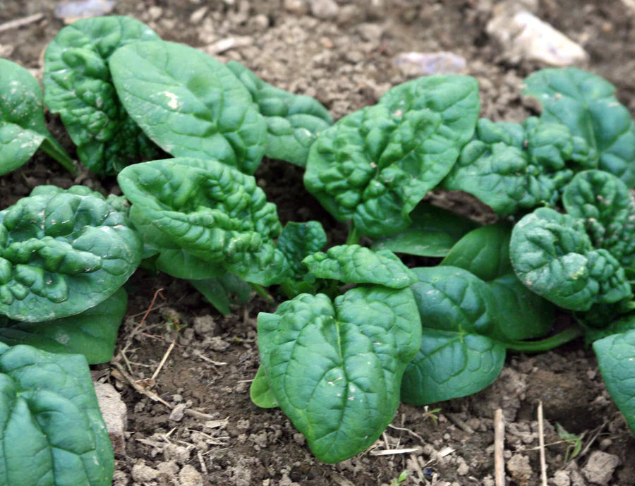 Winter Bloomsdale Spinach