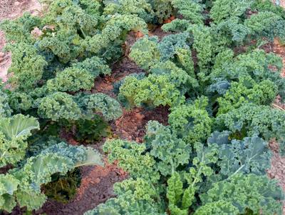 Vates Kale