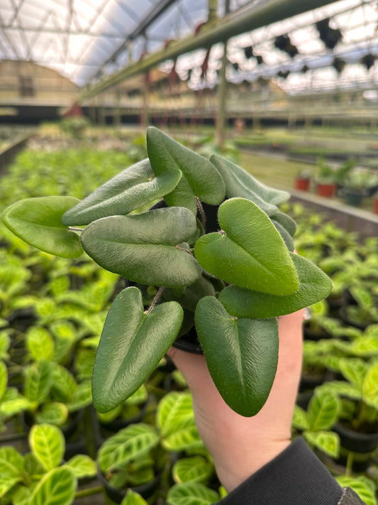 FERN Heart Live Plant 4in