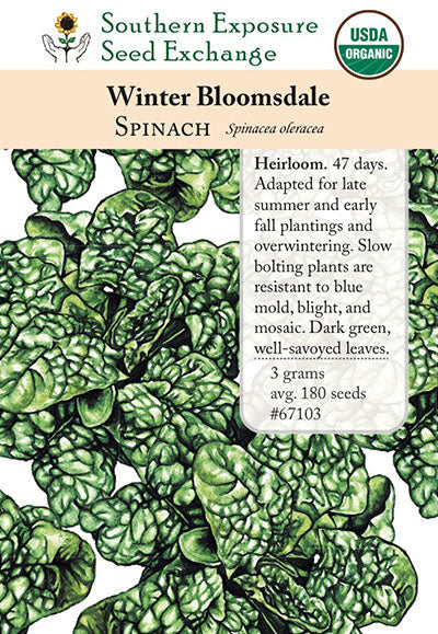 Winter Bloomsdale Spinach