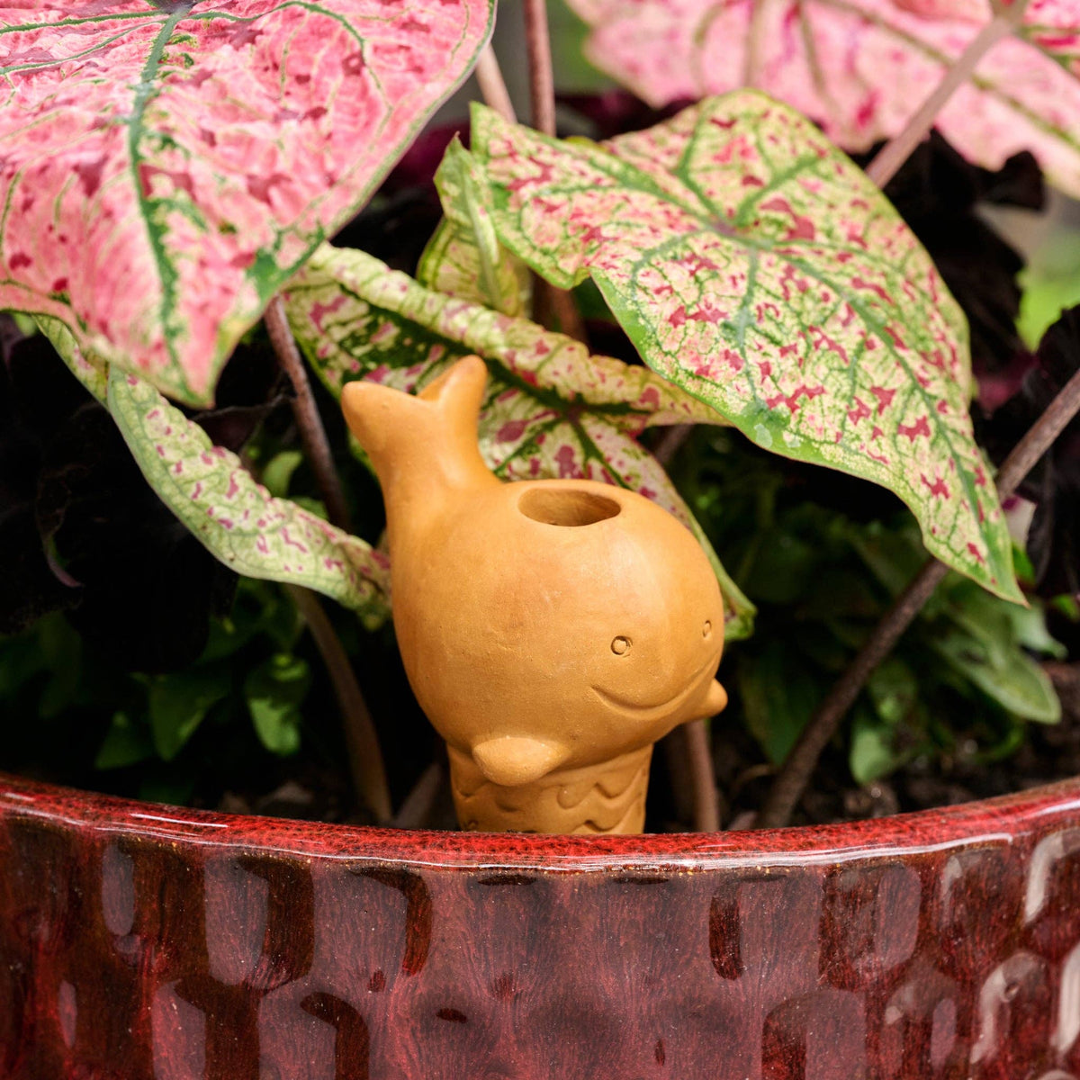 Self Watering Plant Pet | Whale