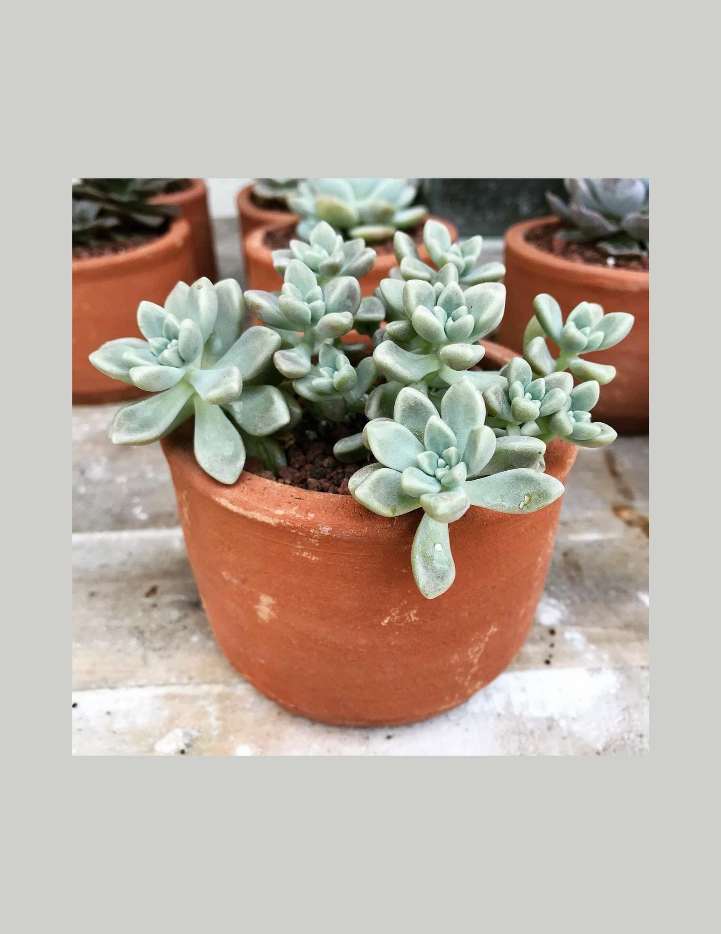 Cultivate and Bloom Garden Club: Succulent Society Workshop June 1st 11:30-1:30