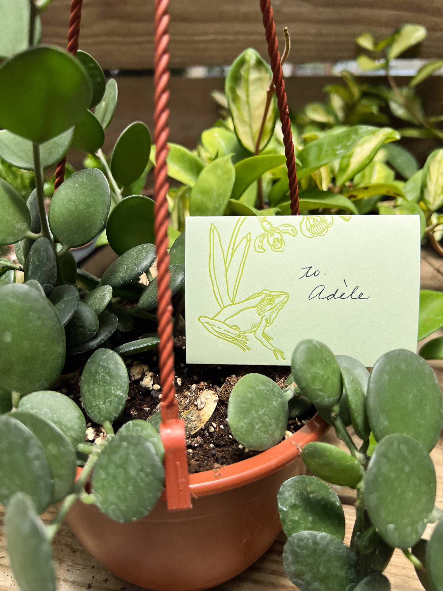 Frog and flowers green mini card