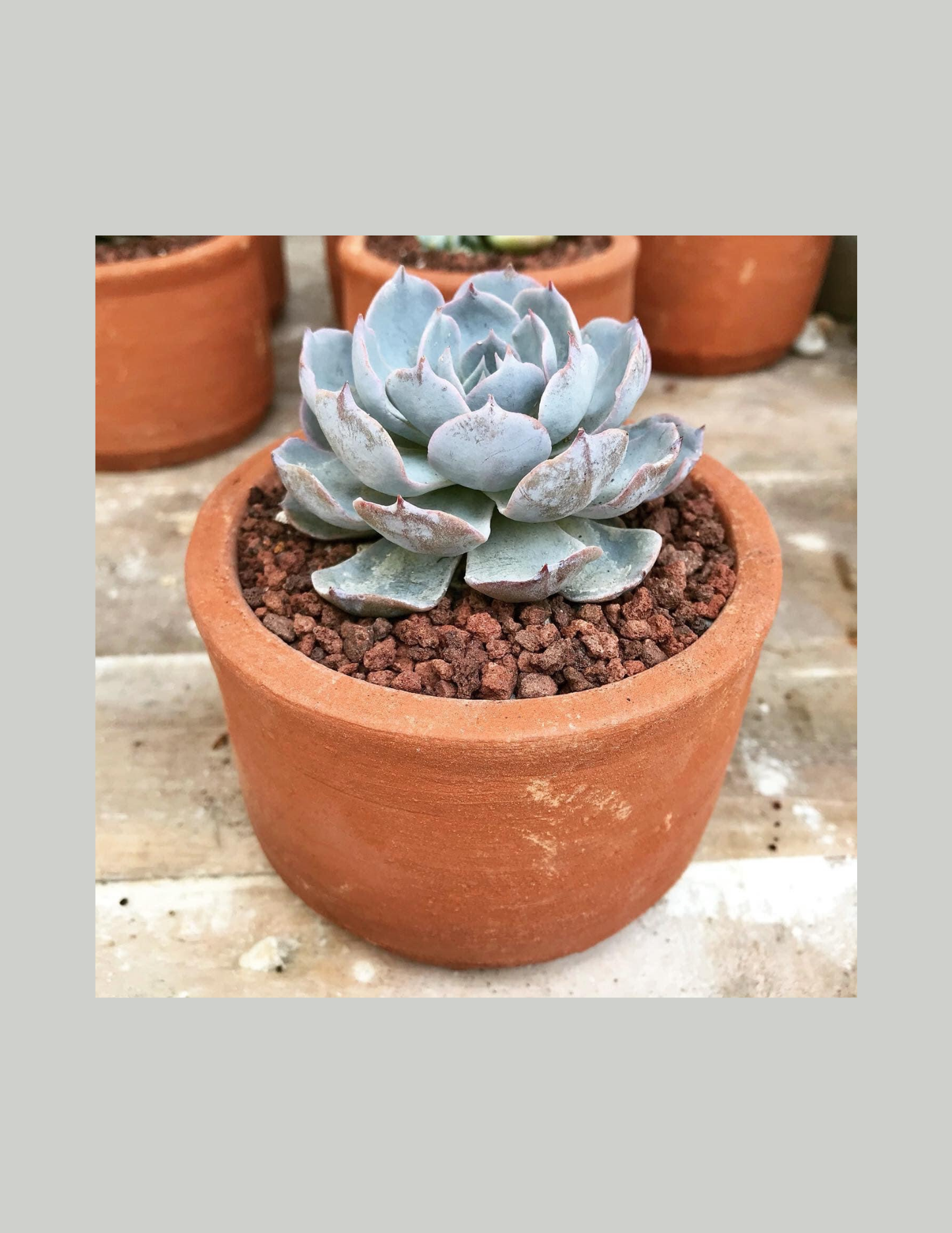 Cultivate and Bloom Garden Club: Succulent Society Workshop June 1st 11:30-1:30