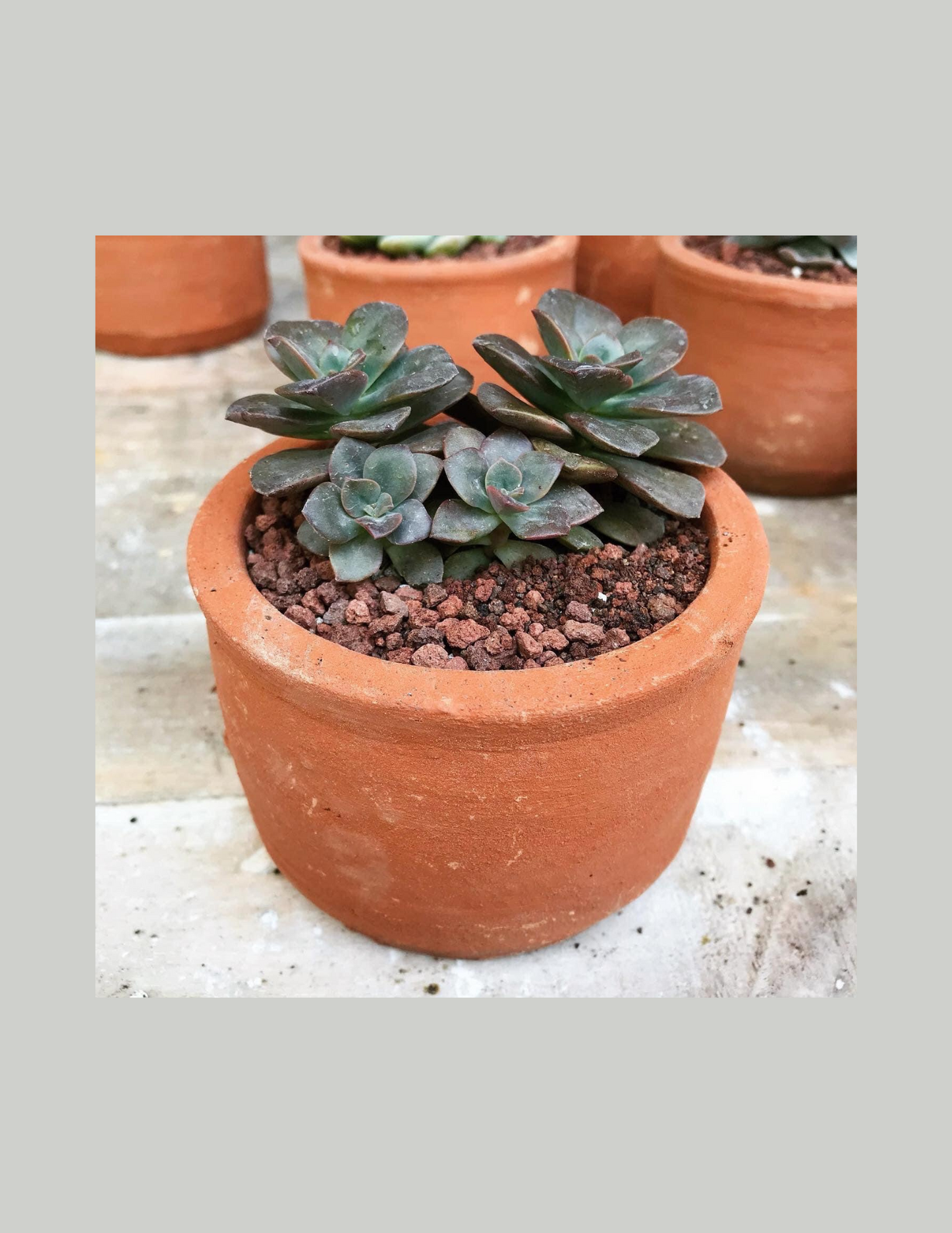 Cultivate and Bloom Garden Club: Succulent Society Workshop June 1st 11:30-1:30