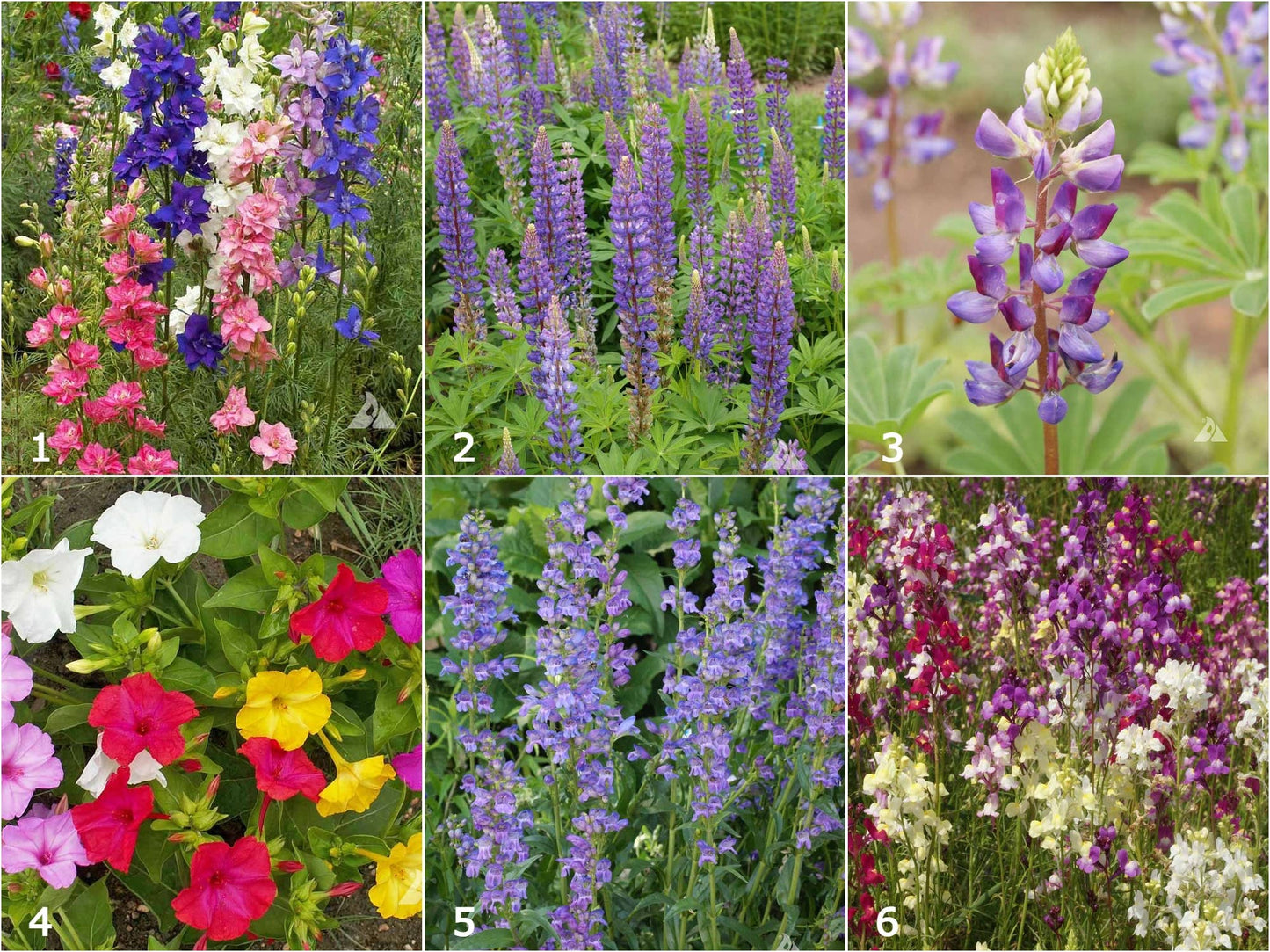 Scatter Garden | Hummingbird | Best Seller
