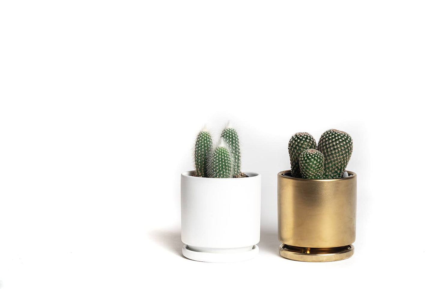 4.5" Gemstone Cylinder Pots with Water Saucers