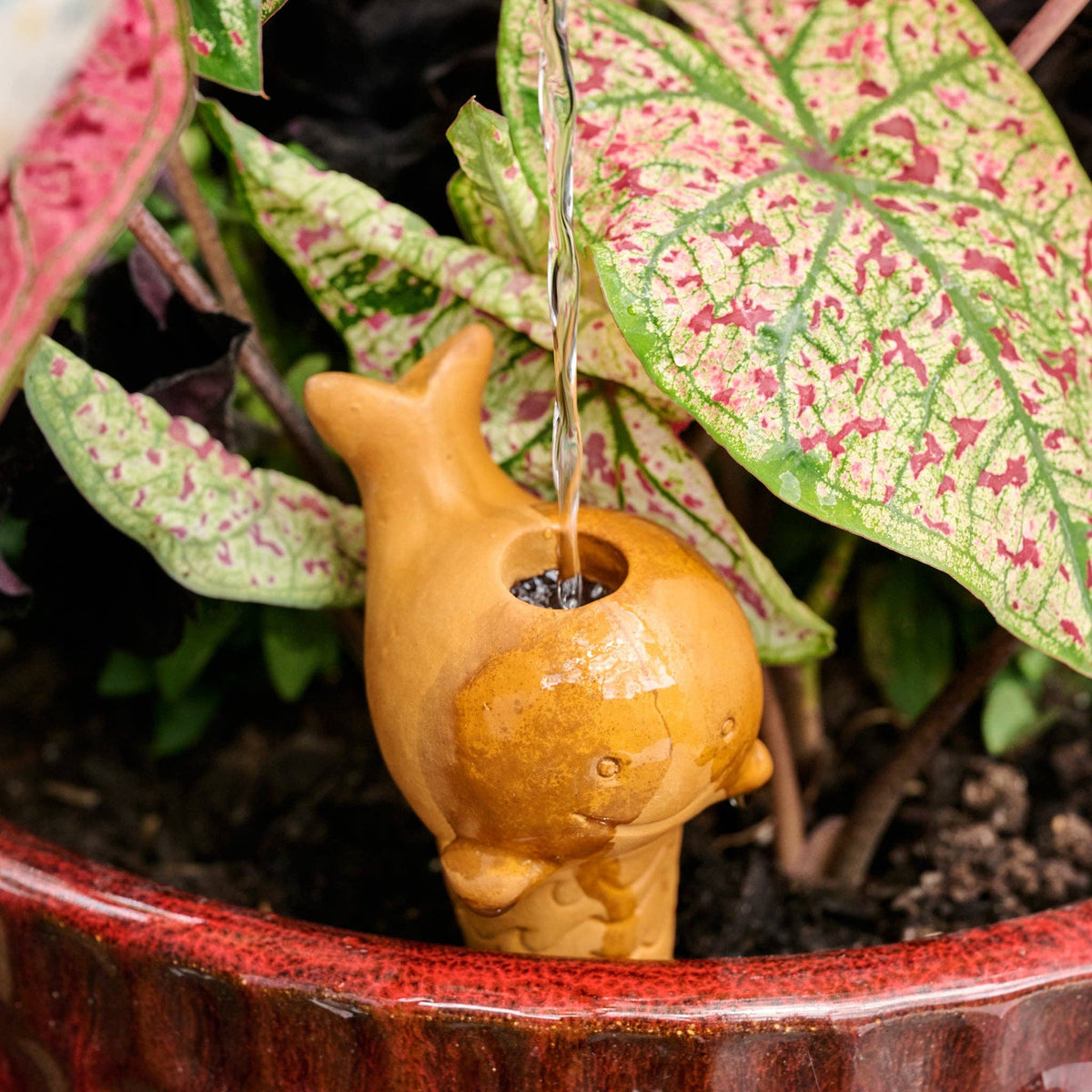 Self Watering Plant Pet | Whale