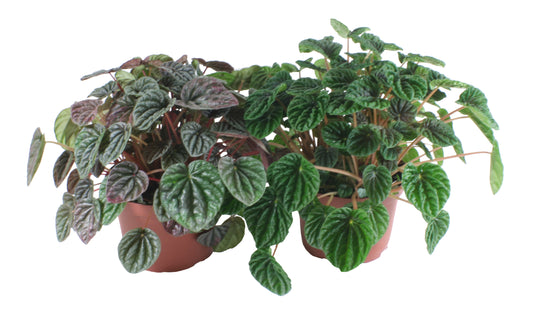 Silver Ripple Peperomia 4" CF