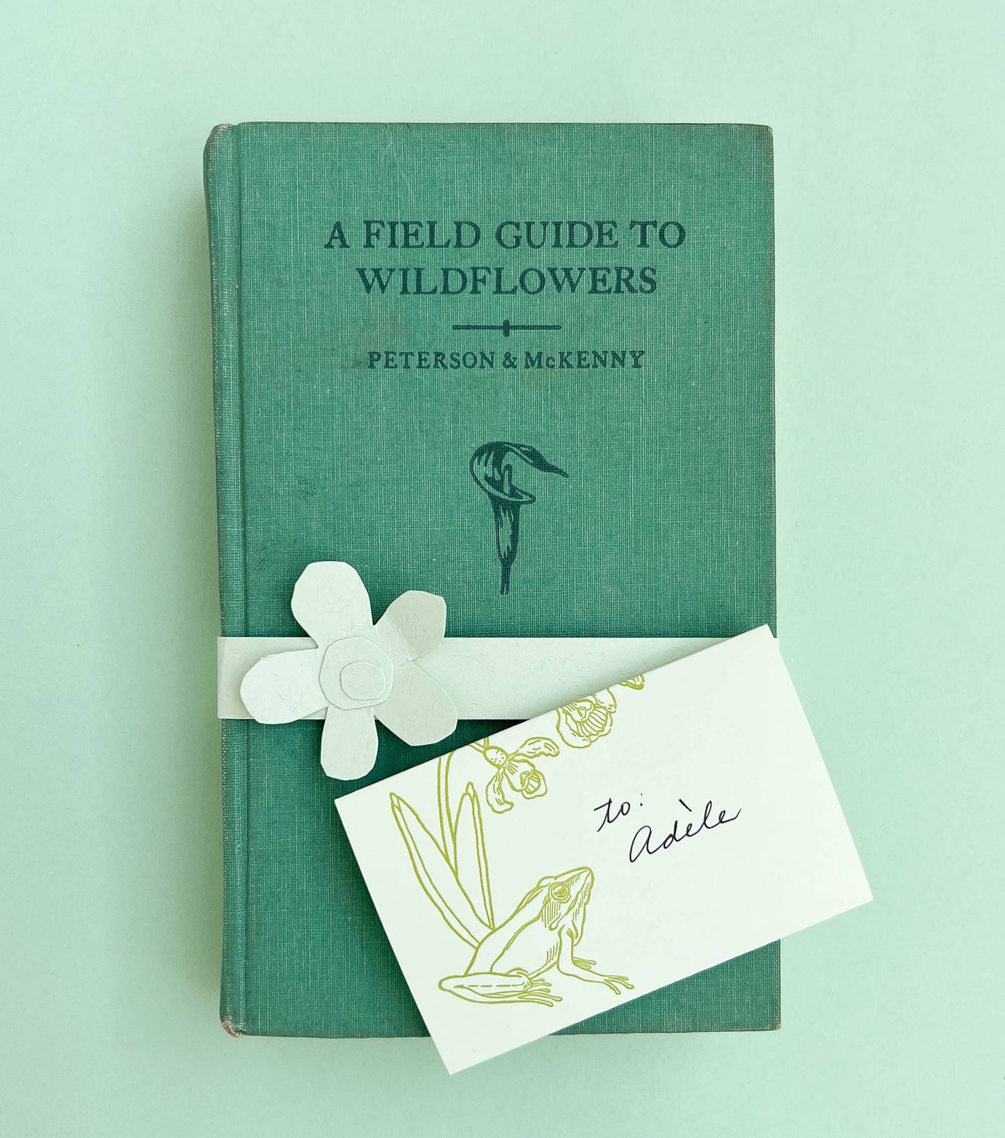 Frog and flowers green mini card