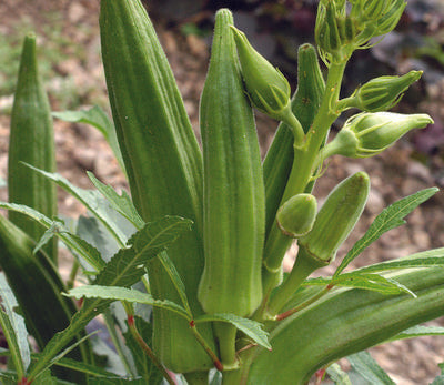 Cajun Jewel Okra