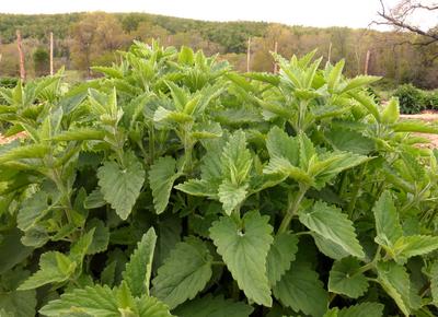 Catnip Herb