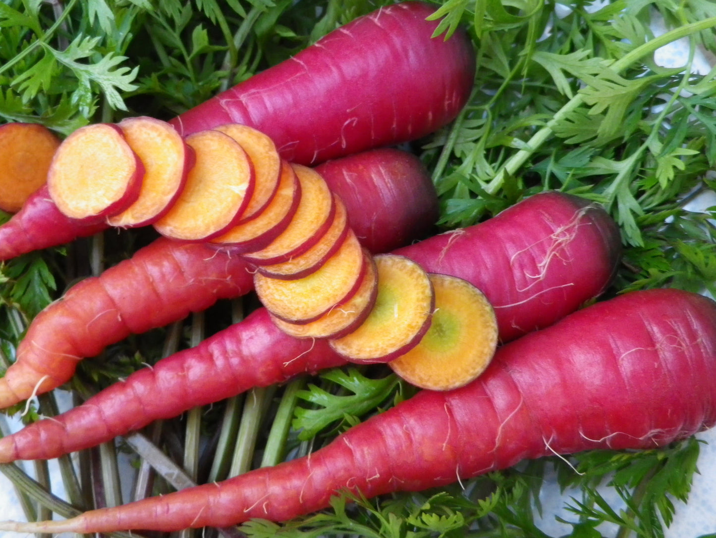Cosmic Purple Carrots