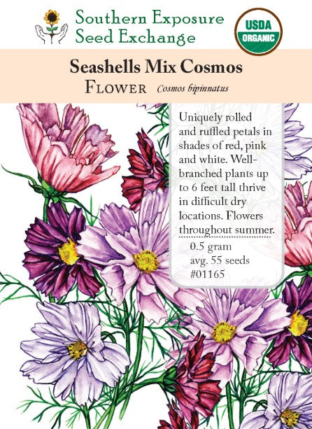 Seashells Mix Cosmos Flower