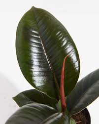 Ficus Burgundy 6" CF