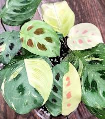 Green Maranta Var. 4" CF
