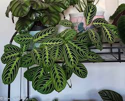 Lemon Lime Maranta 4" CF