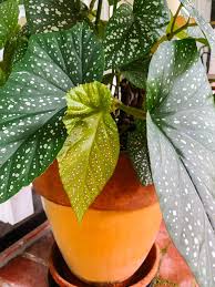 Angel Wing Begonia 6" CF