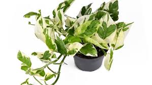 Pothos N'Joy 4" CF