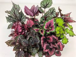 Rex Begonia Asst.4" CF