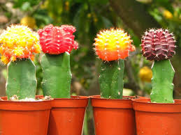 Grafted Cactus 4" FC