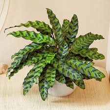 Rattle Snake Calathea 4" CF